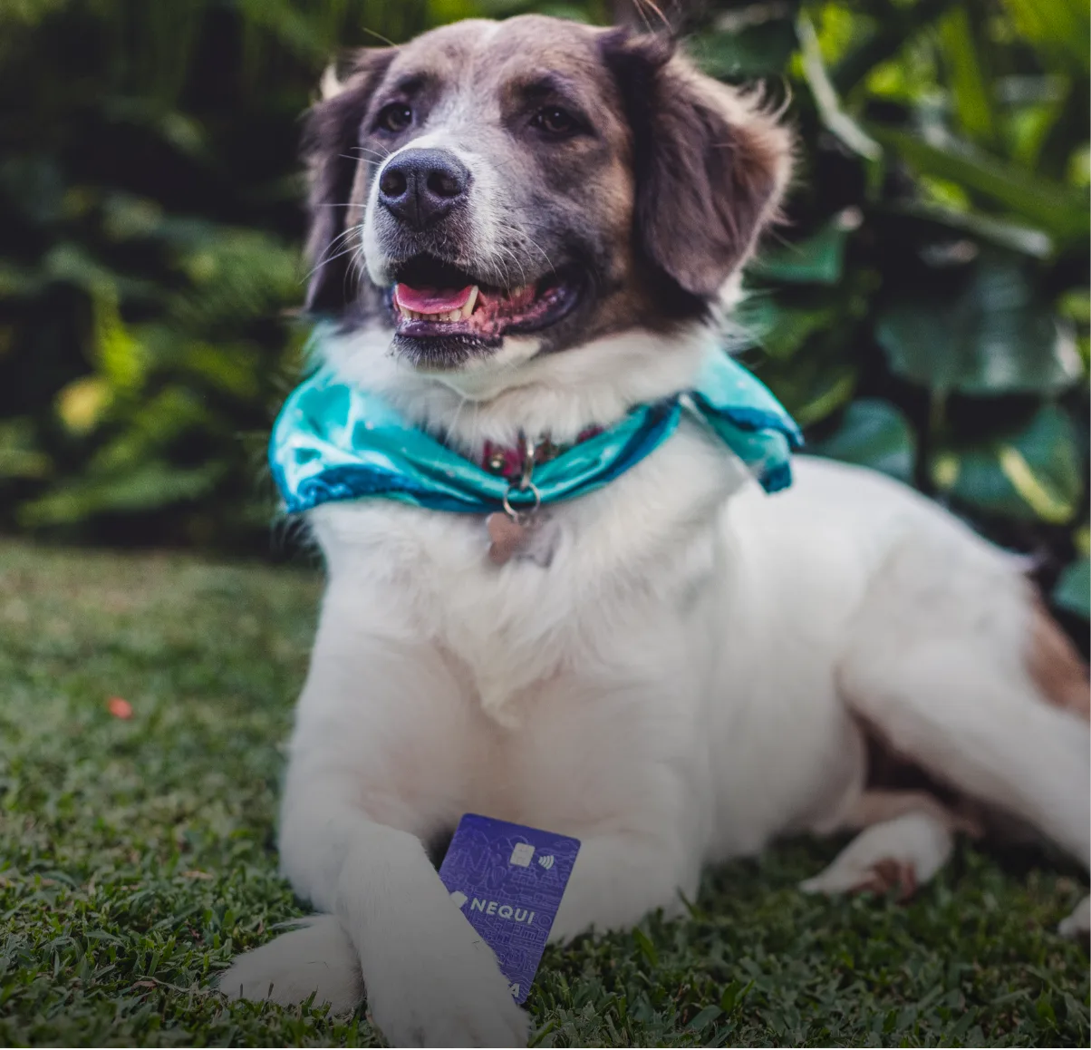 Nequi – perro con la tarjeta Nequi en la boca